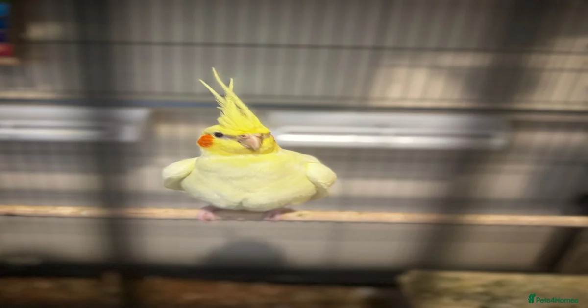 ms.cockatiel two cockatiels male and female bonded plus cage! for sale in