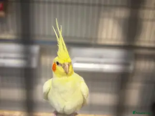 Cockatiels birds two cockatiels male and female bonded plus cage! - Advert 13