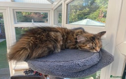 Mixed Breed cats for sale: Two girls and one boy kitten available - Image 4