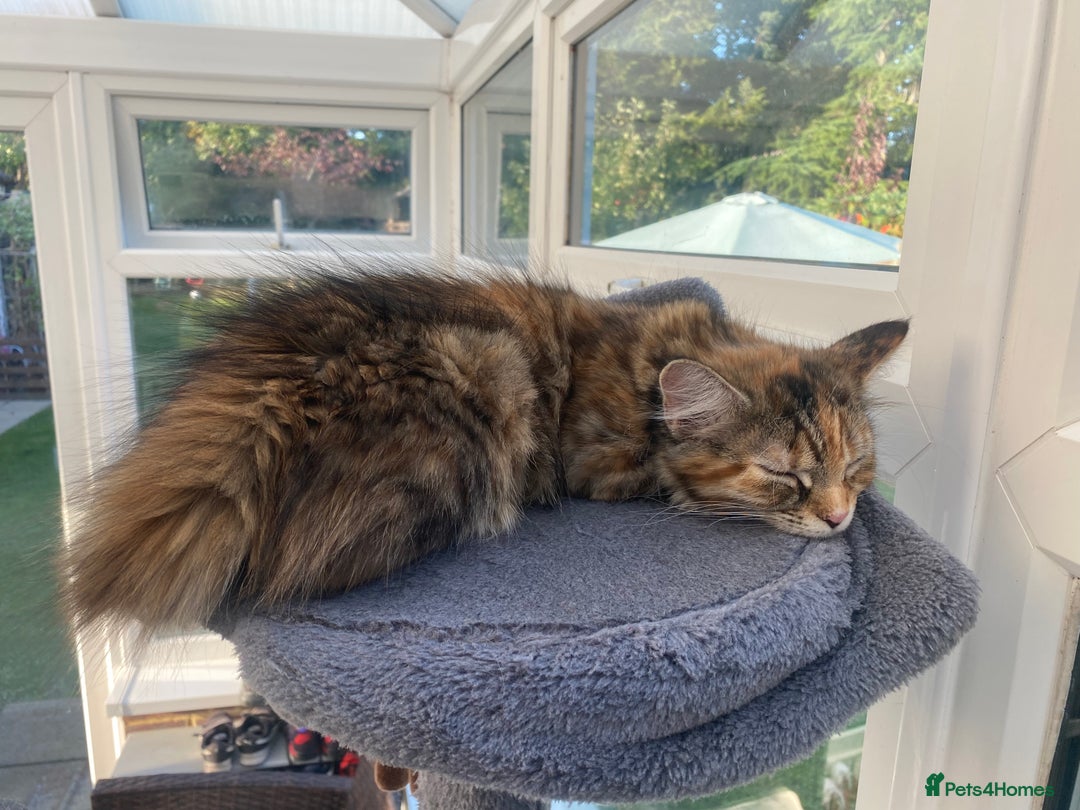 Mixed Breed cats for sale: Two girls and one boy kitten available - Image 4