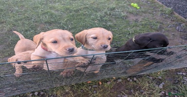 Labrador Retriever dogs - Advert 9