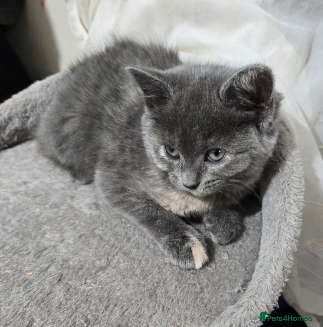 British Shorthair cats for sale: Beautiful litter of five ready for their new homes - Advert 7