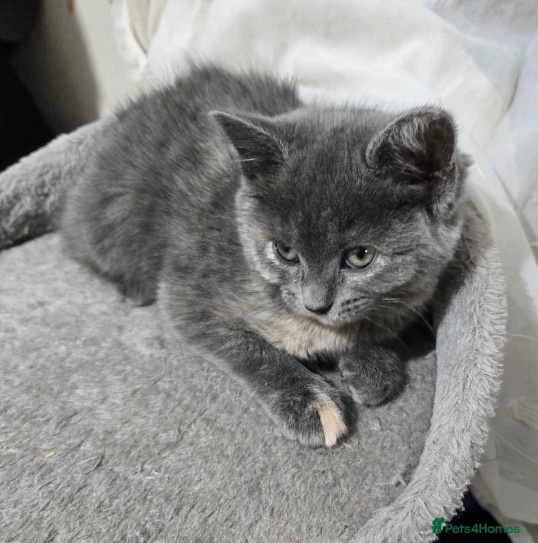 British Shorthair cats for sale: Beautiful litter of five ready for their new homes - Advert 7