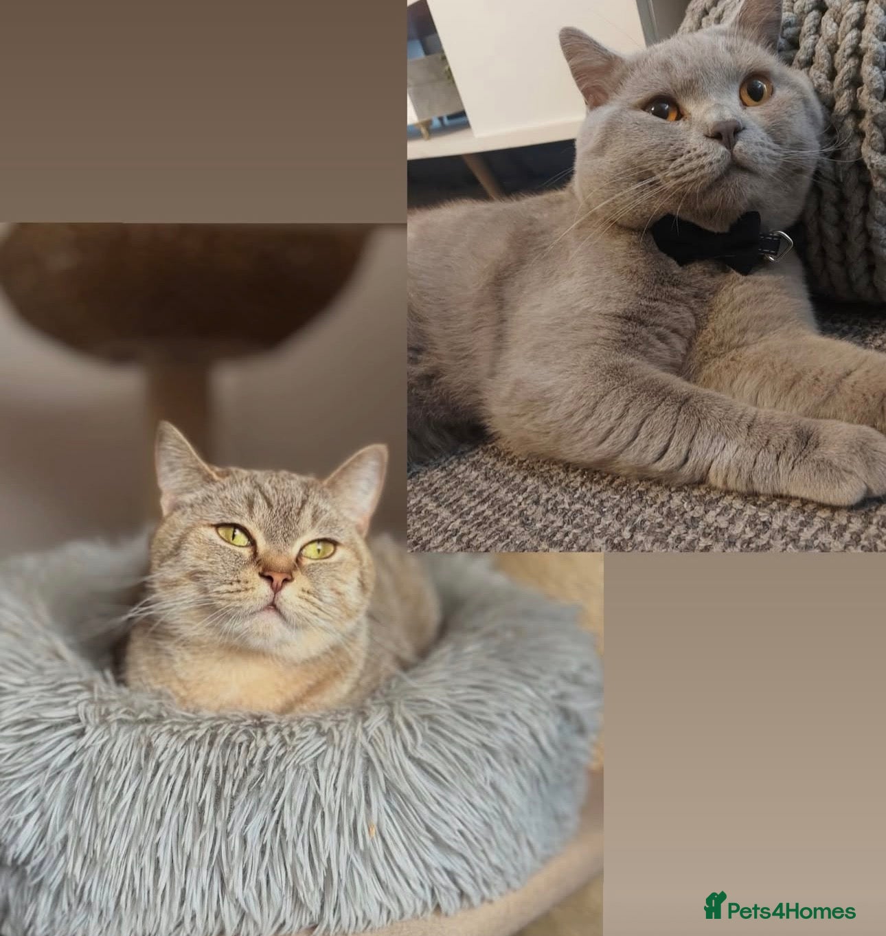 British Shorthair cats 🍫Chocolate and Lilac TICA Reg British Shorthairs  - Advert 1