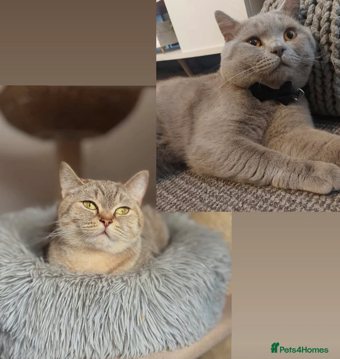British Shorthair cats for sale: 🍫Chocolate and Lilac TICA Reg British Shorthairs  - Advert 1