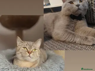 British Shorthair cats 🍫Chocolate and Lilac TICA Reg British Shorthairs - Advert 1
