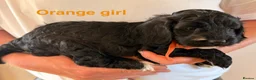 Cockapoo dogs for sale: Beautiful cockerpoo puppies  - Advert 5