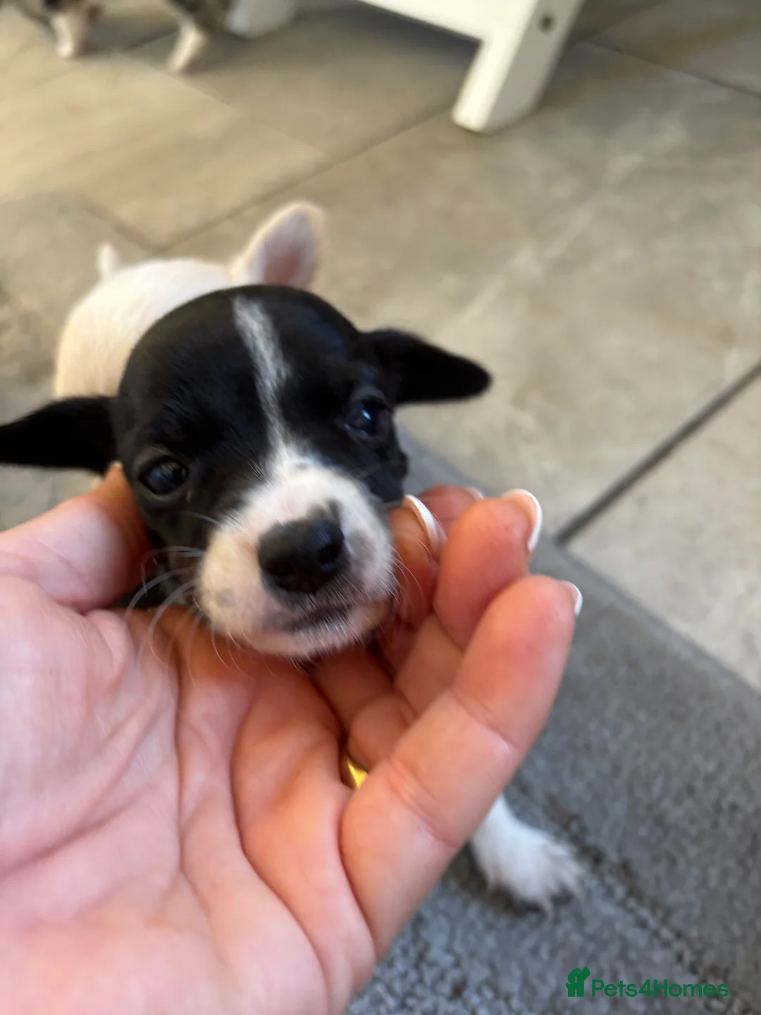 Chihuahua dogs for sale: CHIHUAHUA PUPS AVAILBE 9TH APRIL - Advert 17