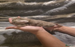 Bengal cats for sale: Rare Bengal babies - Image 26