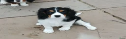 Cavalier King Charles Spaniel dogs for sale: Fully vaccinated Tri BOYS - Advert 6
