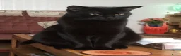 Bombay cats for sale: Shadow - Advert 10