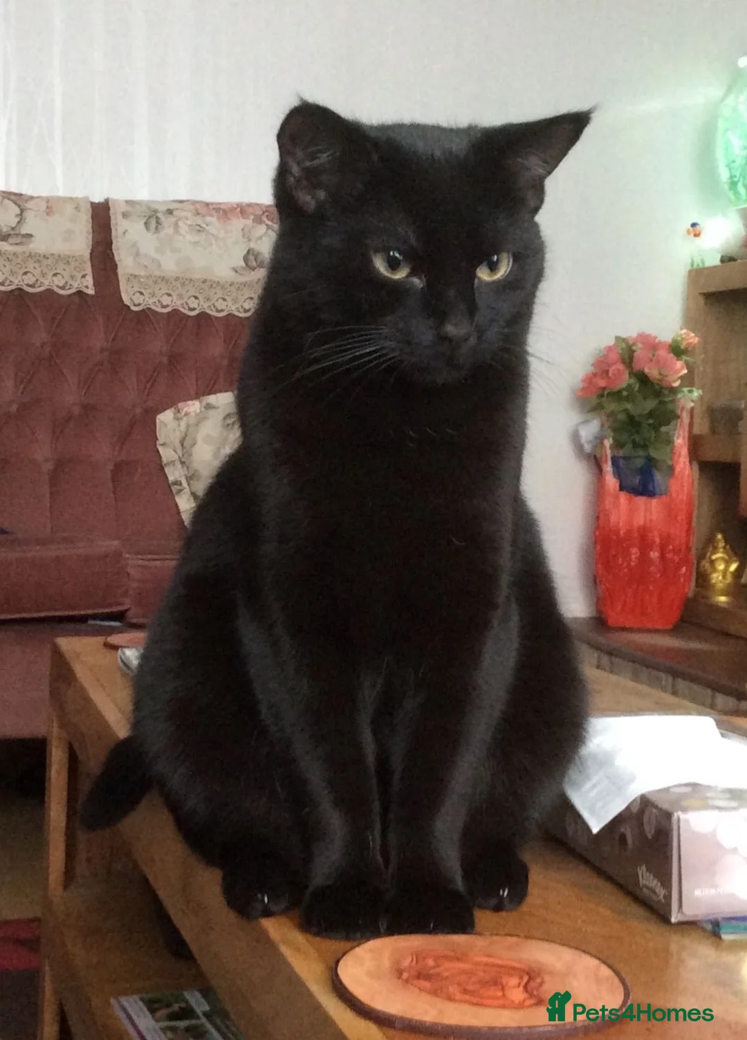 Bombay cats for sale: Shadow - Advert 10