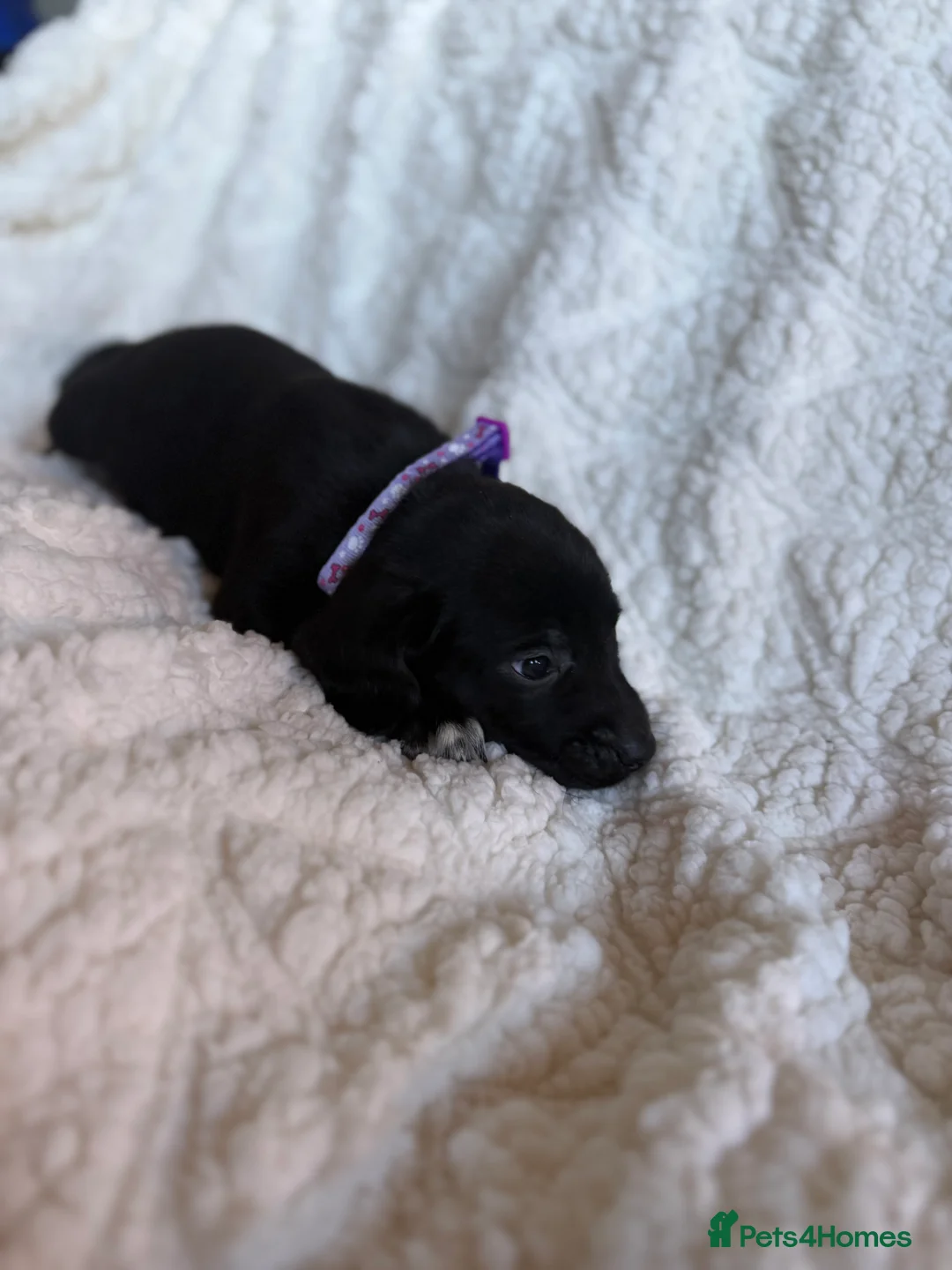 Mixed Breed dogs for sale: 9 playful beagledoor  - Advert 21