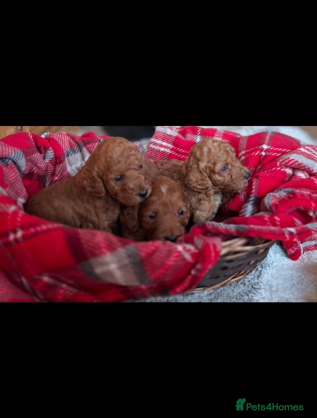 Cockapoo dogs RED F1 COCKAPOOS  - Advert 2