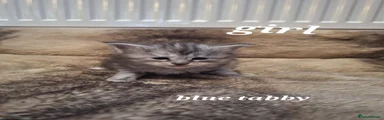 Maine Coon 1