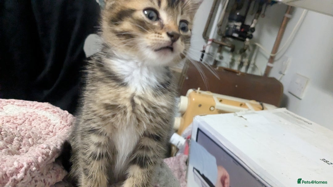 British Shorthair cats for sale: BEAUTIFUL TABBY KITTENS FOR SALE  - Advert 16