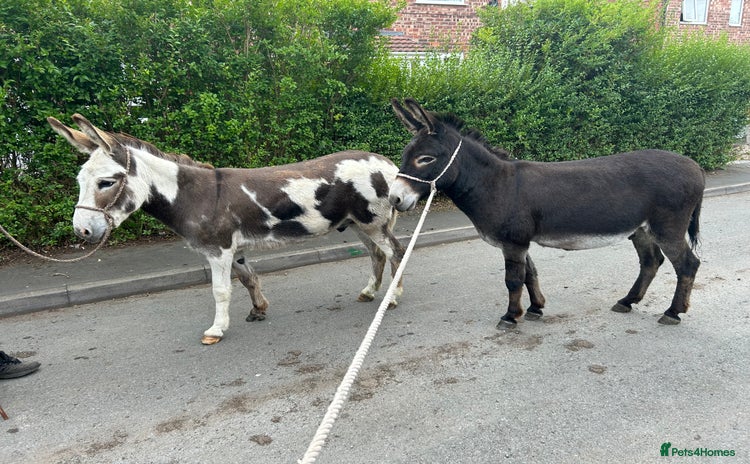 Donkey livestock - Advert 11