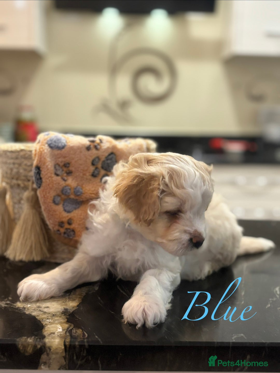 Mixed Breed dogs for sale: Peke-a-Chon puppies 🐶  - Image 9