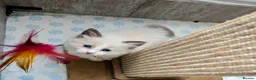 Ragdoll cats for sale: ​ Exceptional Ragdoll Kittens – Stunning Bicolor - Advert 3
