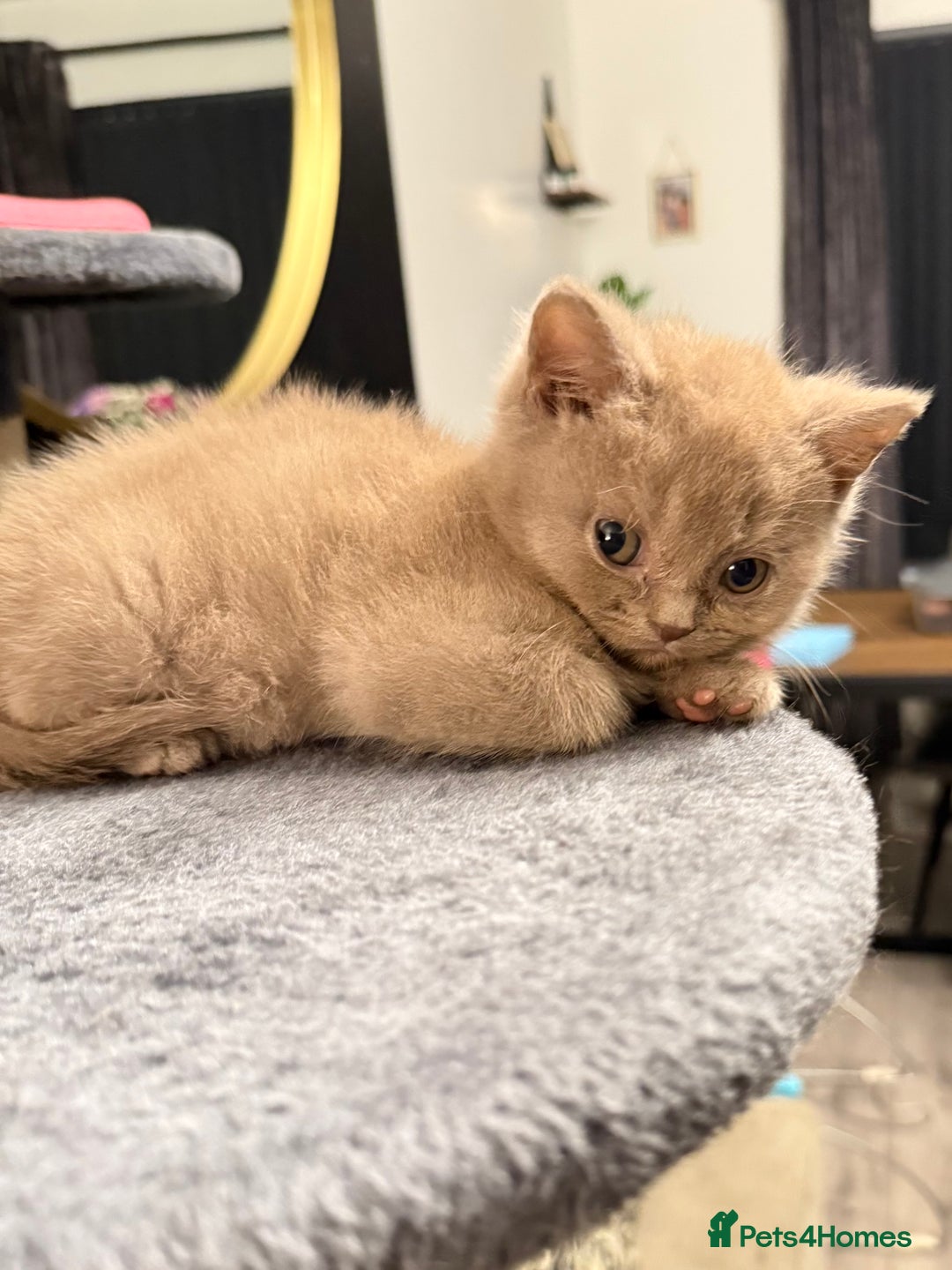 British Shorthair cats for sale: Beautiful British Shorthairs  - Image 2