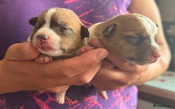 Jack Russell dogs for sale: Bred From Health Tested Parents - Image 19