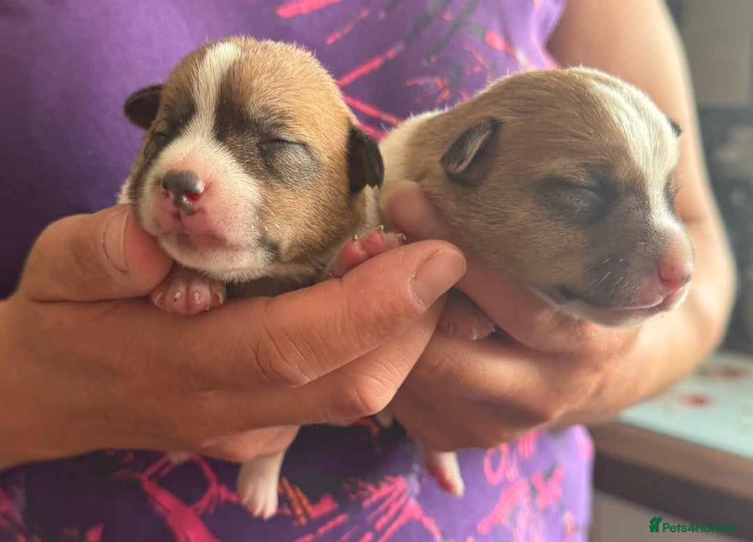 Jack Russell dogs for sale: Bred From Health Tested Parents - Image 19