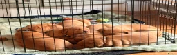 Labrador Retriever dogs for sale: Beautiful KC Registered Fox Red Labrador Puppies in Cheltenham - Advert 7