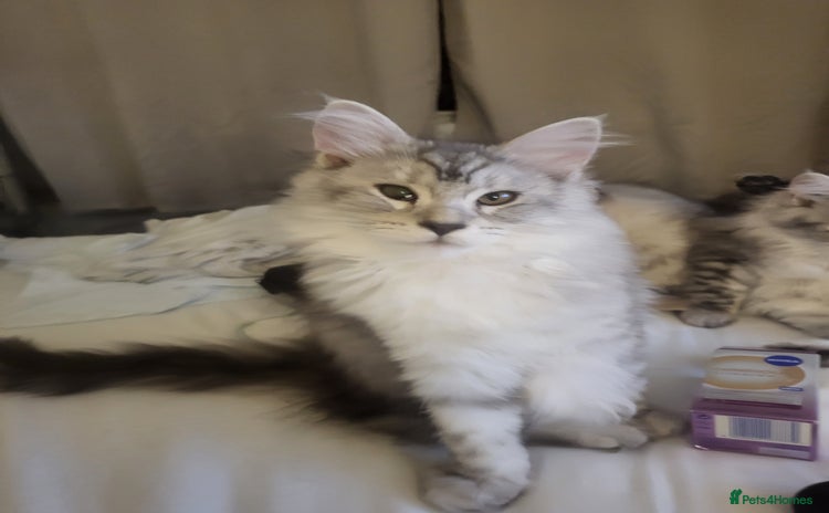 Maine Coon cats in Usk - Advert 1
