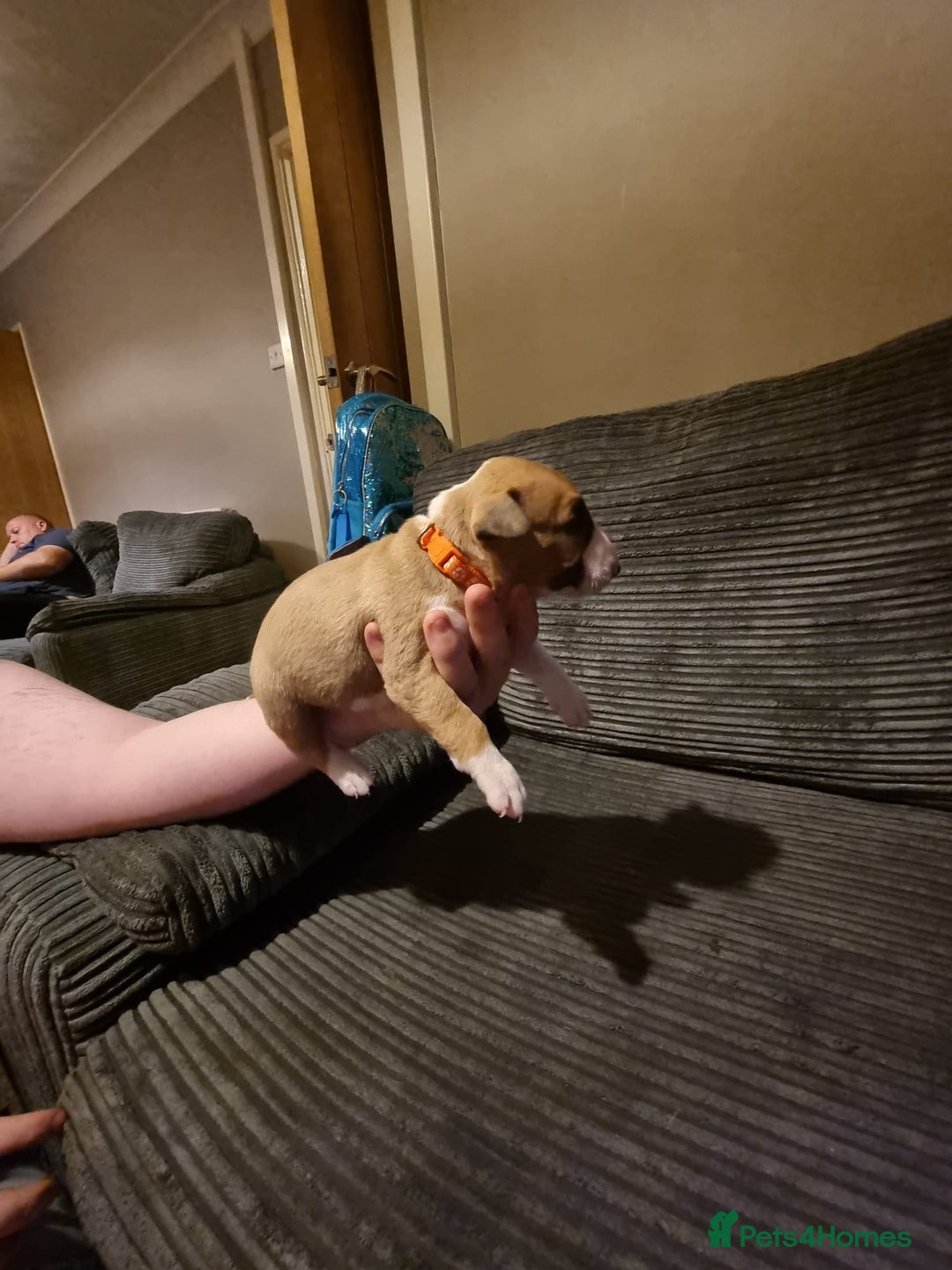 English Bull Terrier dogs for sale: English bull terrier  - Image 26