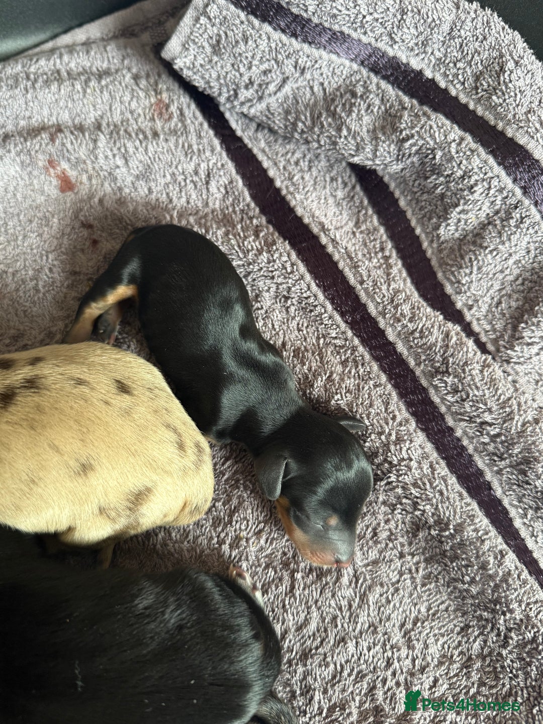 Dachshund dogs for sale: Litter of standard Dachshund  - Image 20
