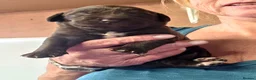 Cockerdor dogs for sale: Beautiful chocolate Springador puppies  - Advert 9