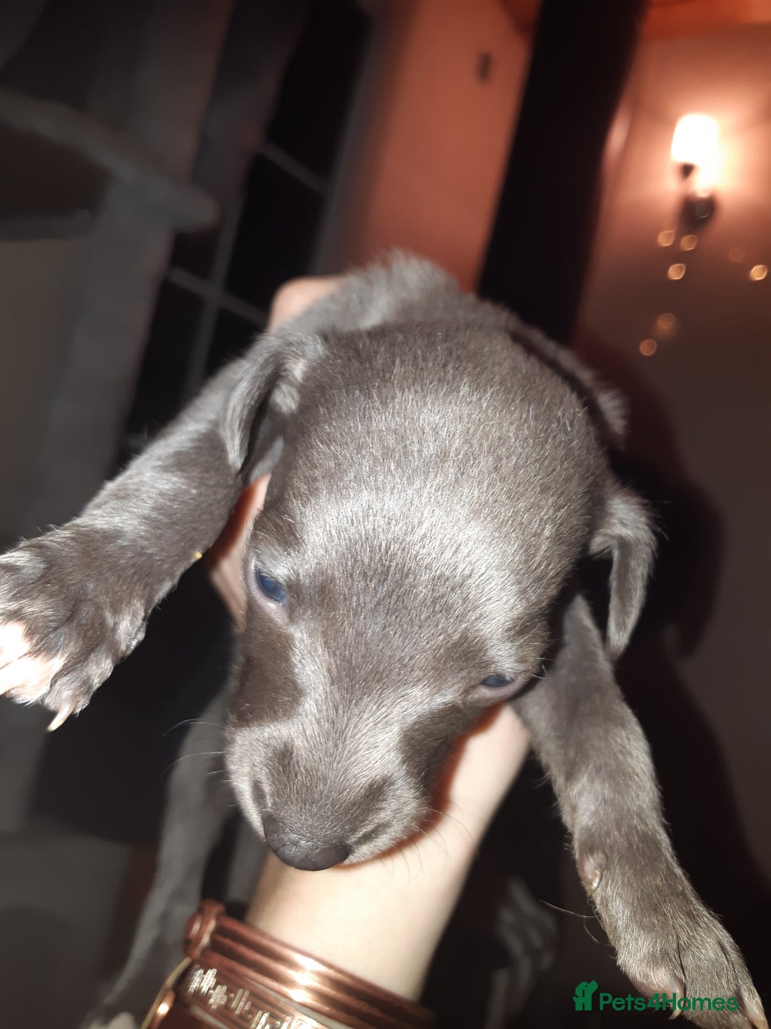 Whippet dogs for sale: Whippet Puppies - Advert 2
