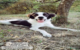 Mixed Breed dogs for adoption: Mecho, 1.5-2 yrs old. Available for adoption. - Image 2