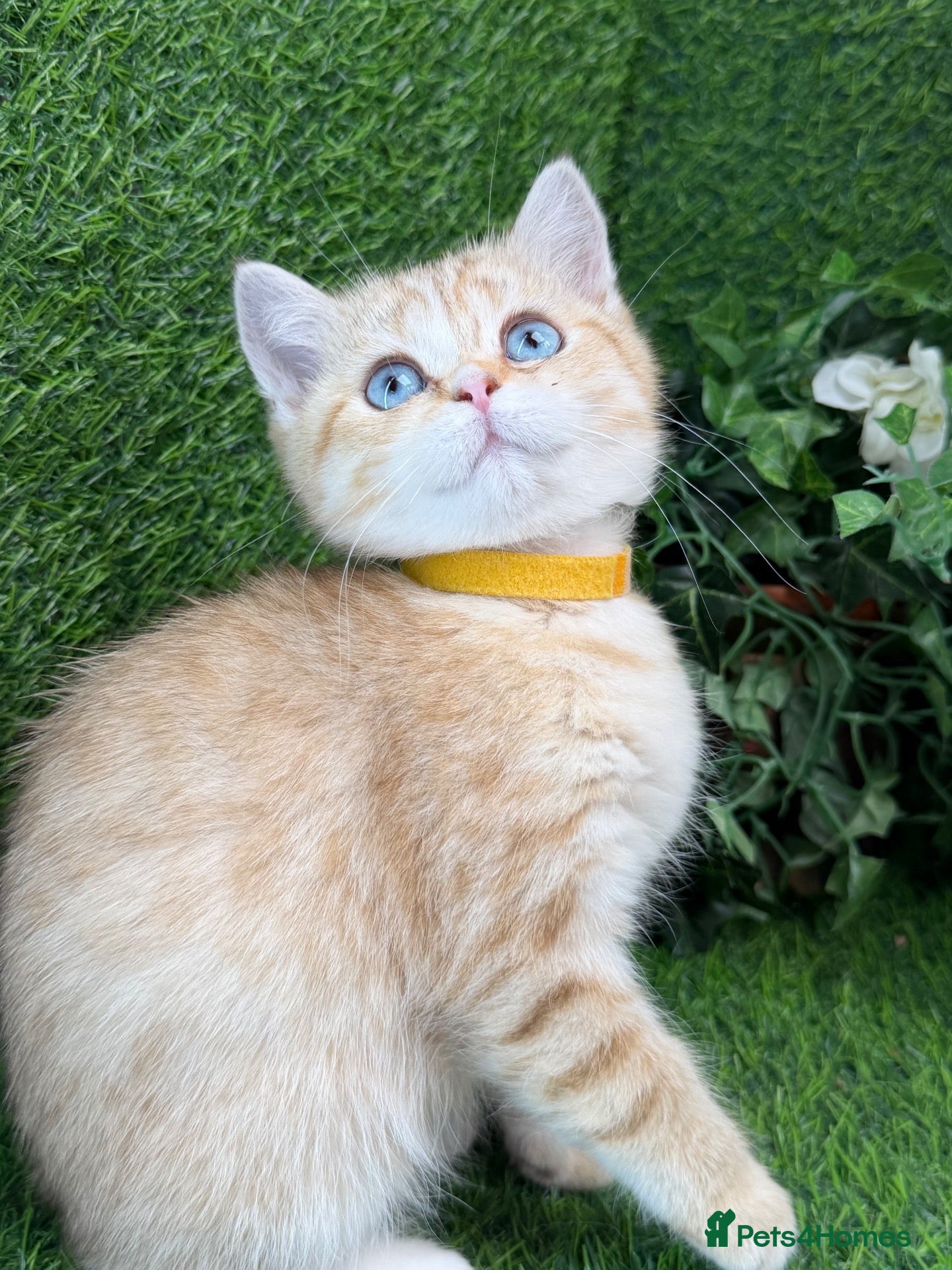 British Shorthair cats British Shorthair blue eyed adorable kittens GCCF  - Advert 14