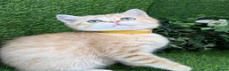 British Shorthair cats for sale: British Shorthair blue eyed adorable kittens GCCF  - Advert 23
