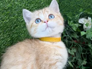 British Shorthair cats British Shorthair blue eyed adorable kittens GCCF - Advert 14