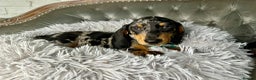 Miniature Dachshund dogs for sale: READY NOW Miniature Dachshund Puppies - Advert 8