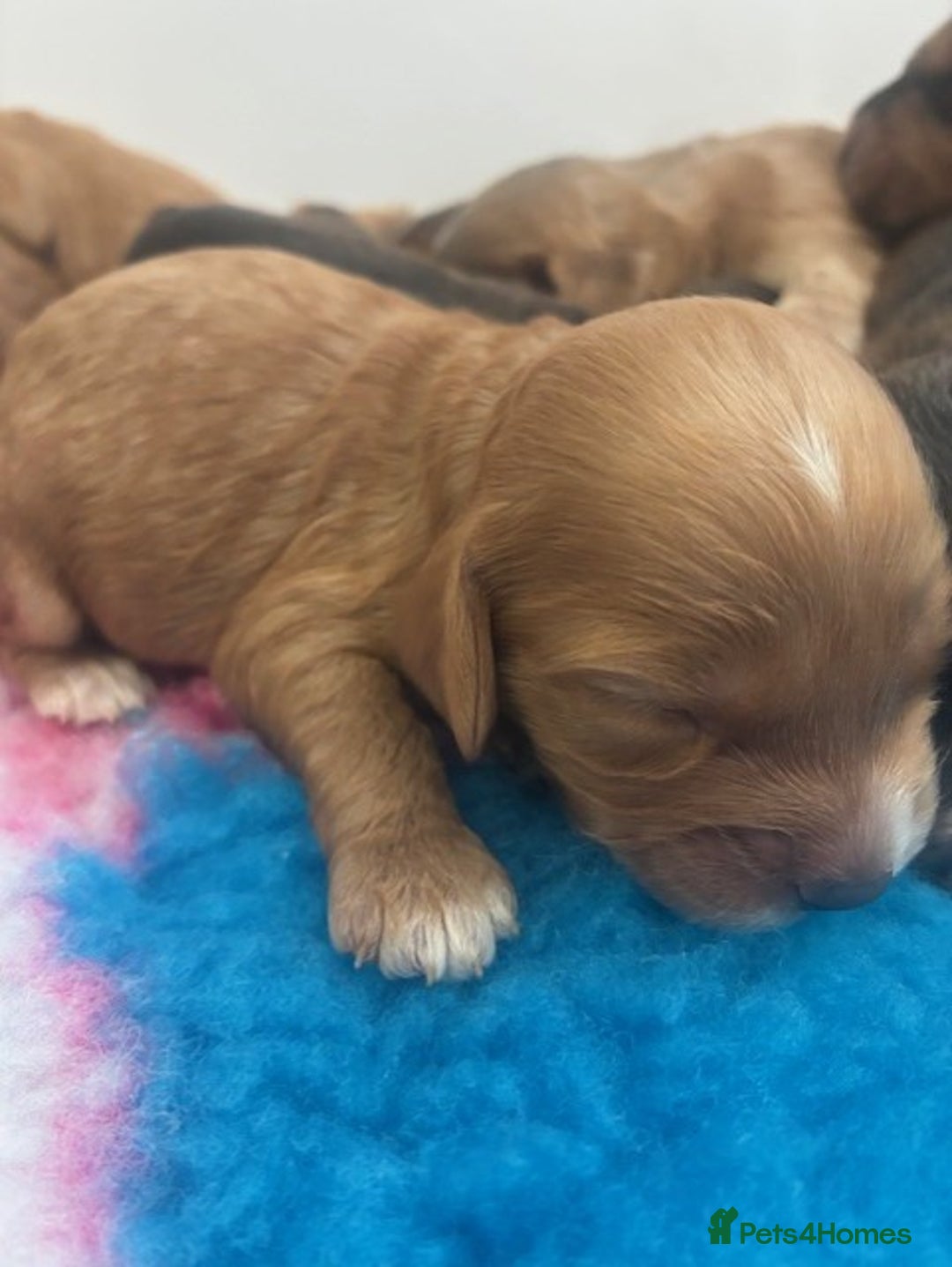 Cockapoo dogs for sale: 👑 Stunning F1 Cockapoo puppies 👑 - Image 4