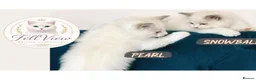 Ragdoll cats for sale: 🤍 BEAUTIFUL RAGDOLL KITTENS – READY NOW  - Advert 3