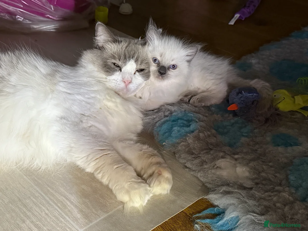 Ragdoll cats for sale: GCCF REGISTERED Ragdoll Kitten Blue Colourpoint - Advert 2