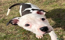 American Bulldog dogs for adoption: 5 GORGEOUS AM BULL X PUPS 12WKS OLD - Image 11