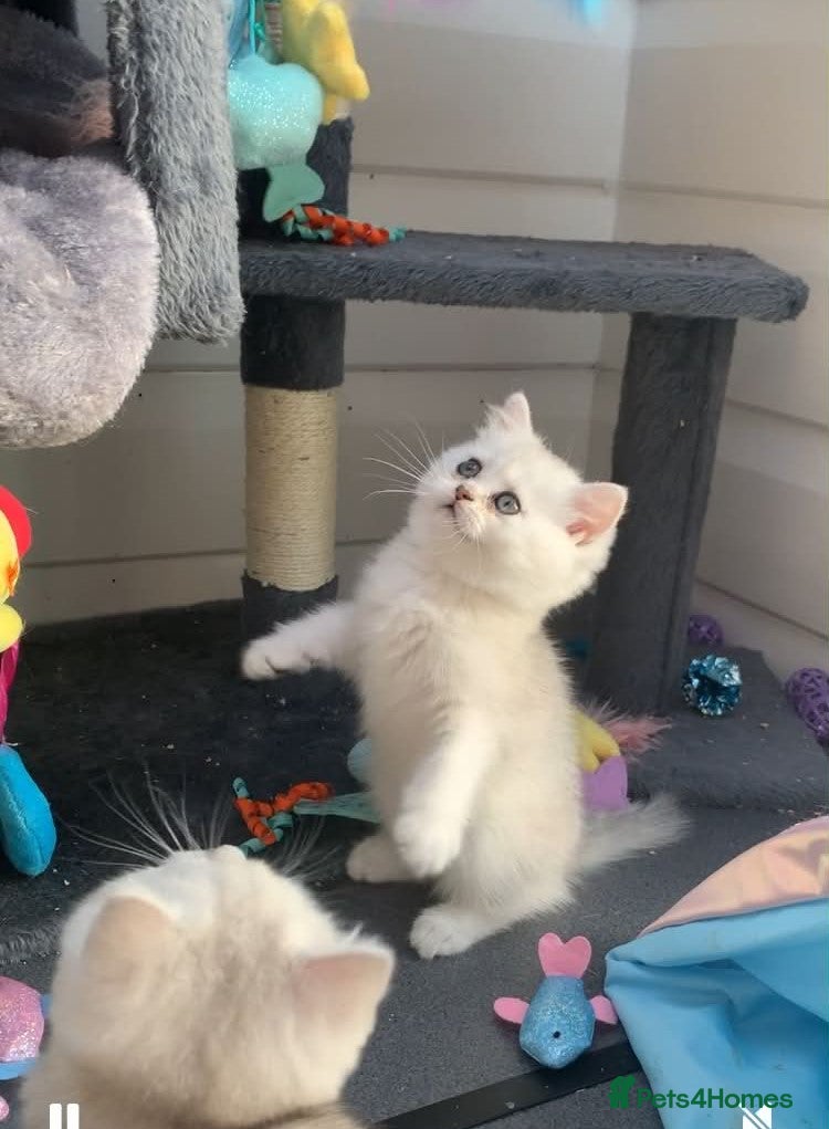 British Shorthair cats BSH Silver and Blue Ticked Shaded - Advert 2