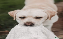 Labrador Retriever dogs for stud: Charlie  - Image 6