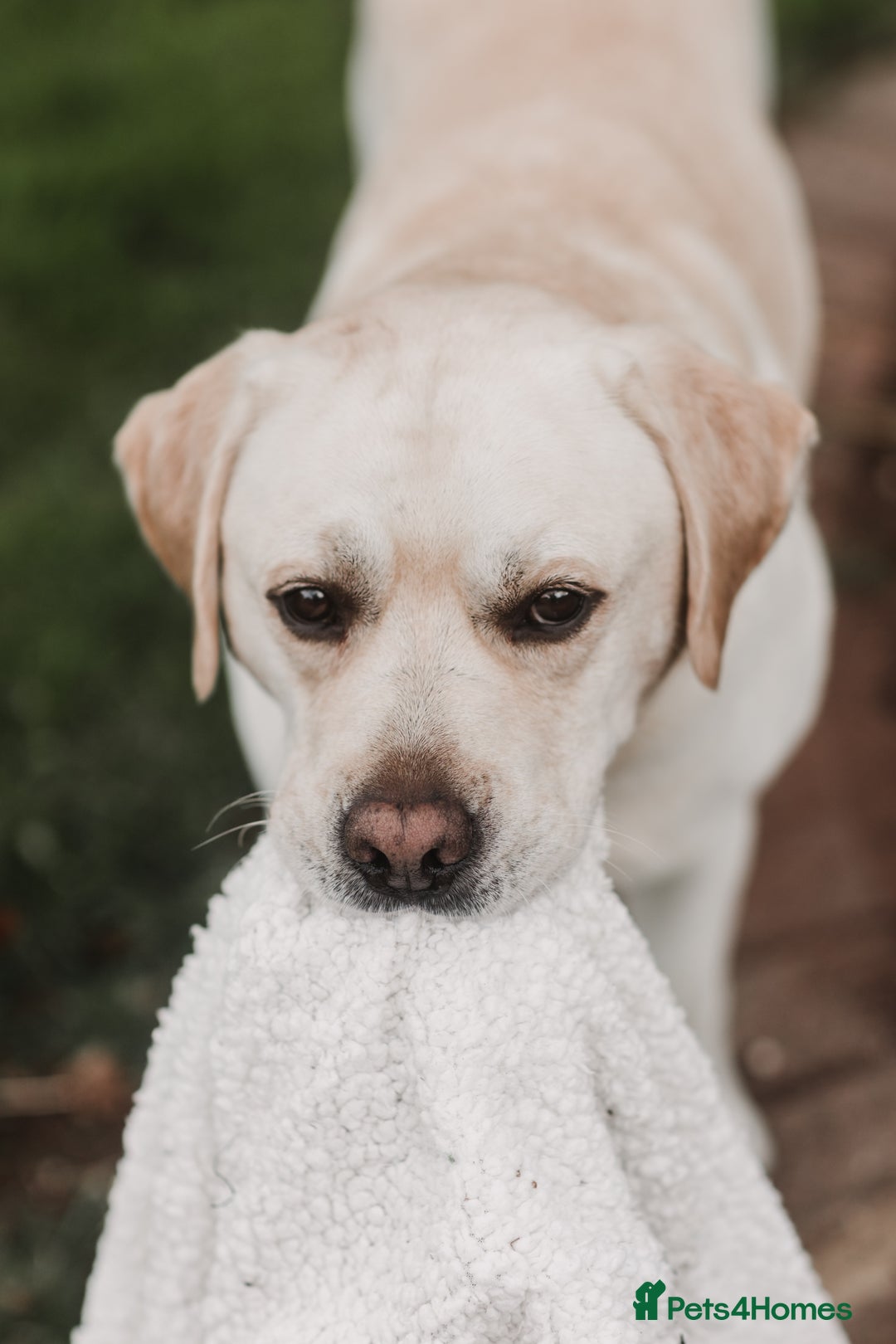 Labrador Retriever dogs for stud: Charlie  - Image 6