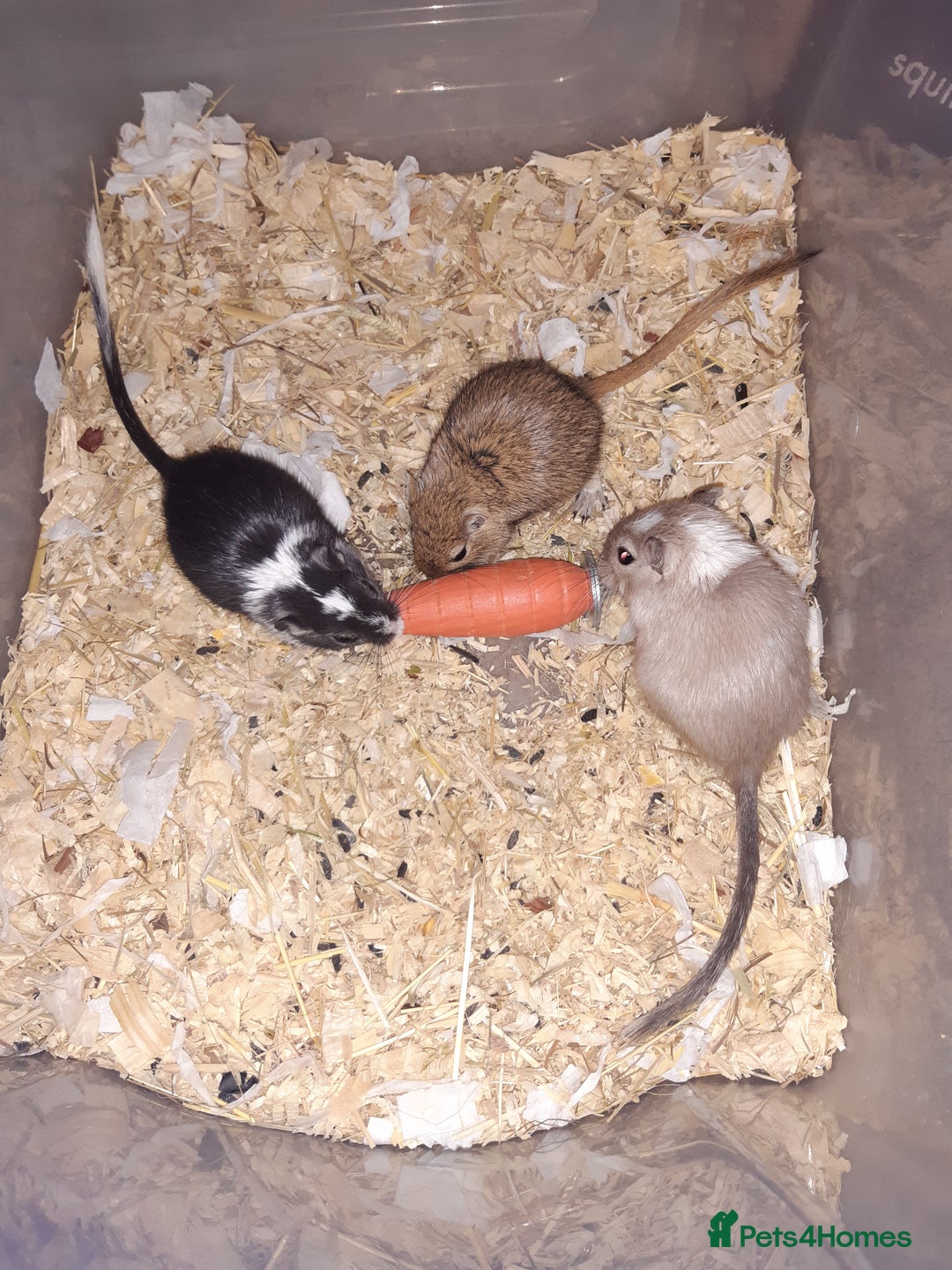 Gerbil rodents for sale: Super friendly gerbils from hobby breeder  - Image 38
