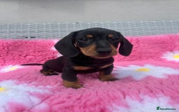 Miniature Dachshund dogs for sale: REDUCED‼️last male miniature dachshund pup🩵 - Image 3