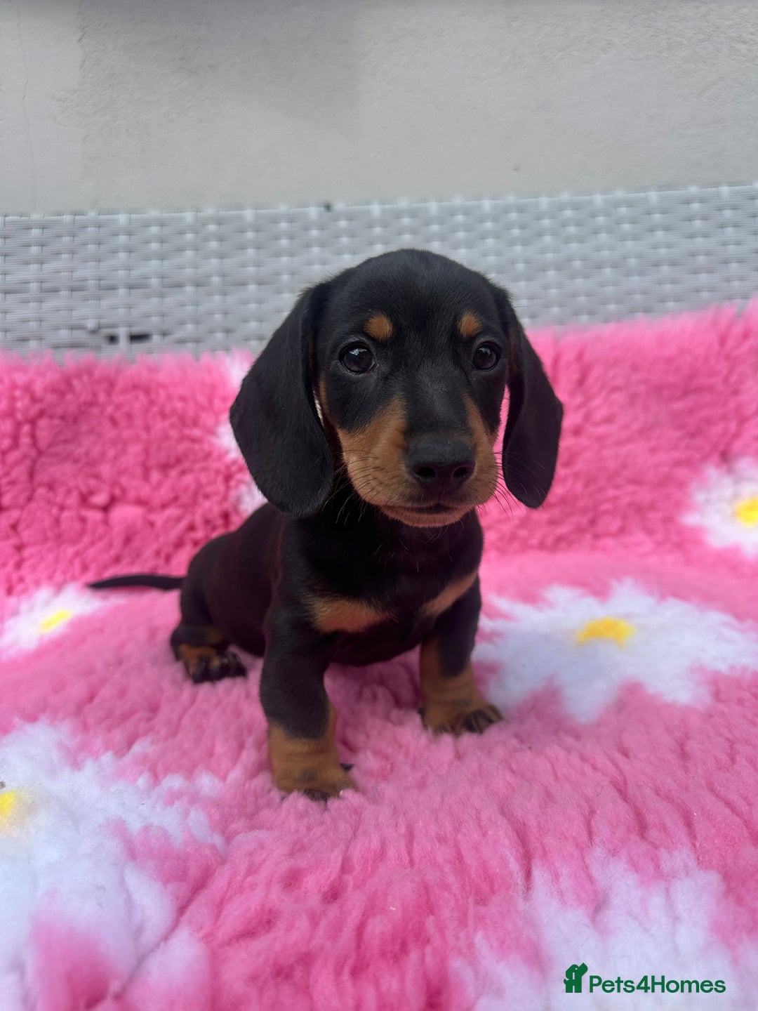 Miniature Dachshund dogs for sale: REDUCED‼️last male miniature dachshund pup🩵 - Image 3