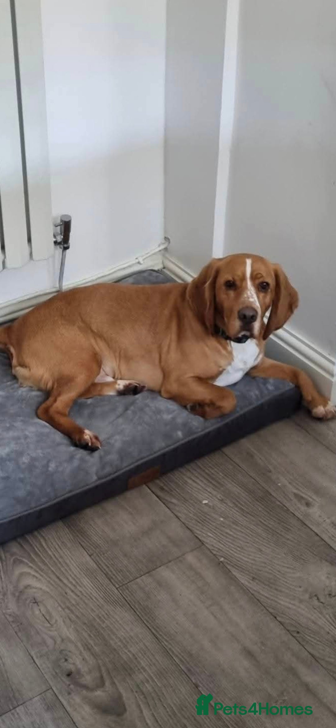 Bocker dogs Alan the Bocker - Advert 1