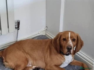 Bocker dogs Alan the Bocker - Advert 14