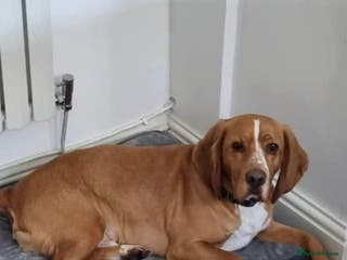 Bocker dogs Alan the Bocker - Advert 15